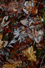 Vertical autumn background. Wet fallen leaves on the ground