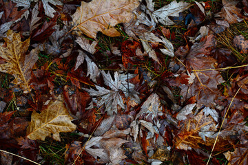 Fallen autumn leaves on wet ground.Autumn background