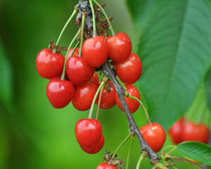 On a tree branch, ripe berries sweet cherry (Prunus avium)