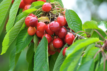 On a tree branch, ripe berries sweet cherry (Prunus avium)