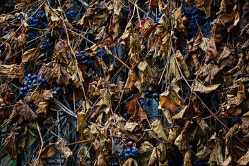 Background from dry autumn grapes. Natural pattern