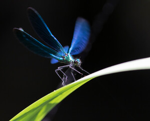 Caléopteryx (libellule)