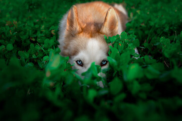 Husky in clover