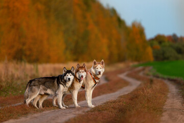 Three huskies in autumn