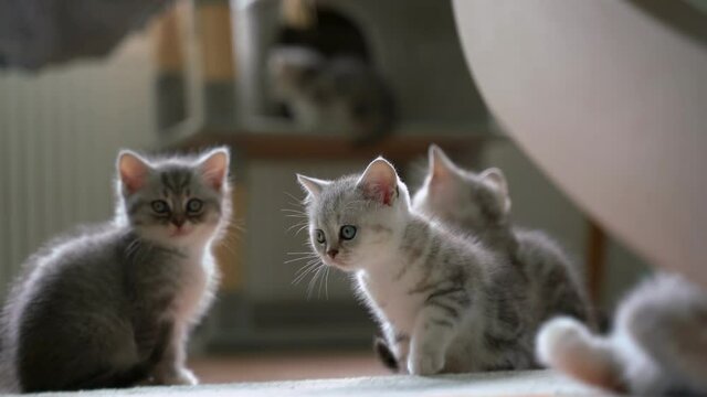 Cute kittens sitting on the floor in the room 