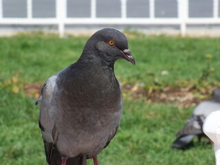 bird closeup