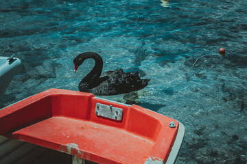 A black goose is swimming near the boats