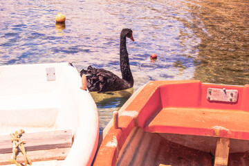 A black goose is swimming near the boats