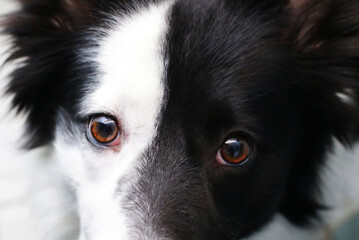 cutest loyal border collie eyes dog best friend  