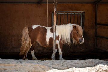 Small horse in the zoo