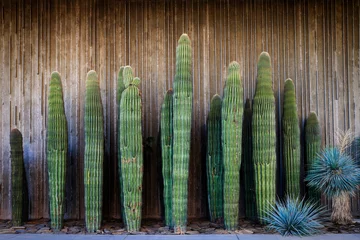 Rolgordijnen Grouping of Saguaro Cactus © desertsolitaire