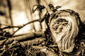 tree at a forest - photo