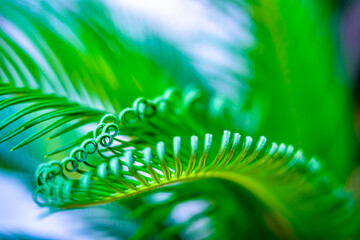 rolled up fern - close up