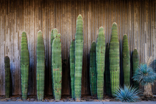Grouping of Saguaro Cactus