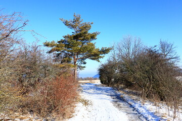 Weg und Baum, Winterlandschaft in Jena Thüringen, Naturschutzgebiet Cospoth, Schnee