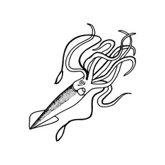 Squid. Vector stock illustration eps10. Isolate on white background, outline, hand drawing.