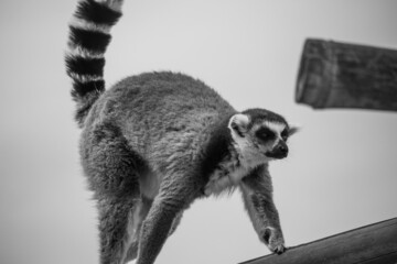 Lemurs at the zoo