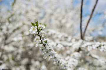 A branch of flowering blackthorn. Selective focus. Blurred background.