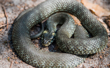 The snake is already curled up in a ball, basking in the spring sun. Selective focus. Close-up.