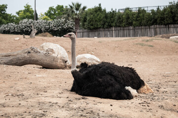 Ostrich at the zoo