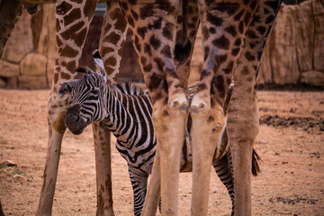 A zebra between giraffes