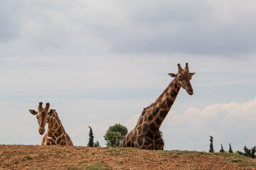Cute giraffes at the zoo