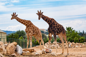 Cute giraffes at the zoo