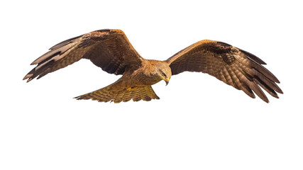 Black Kite flying on white background