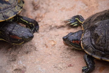 Tortoises at the zoo