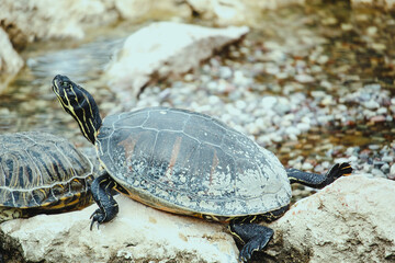 Tortoises at the zoo