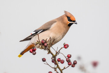 Bohemian waxwing feeding on red berries in tree