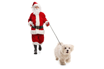 Santa claus walking a maltese poodle dog towards the camera