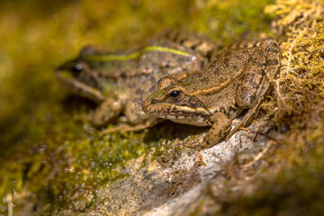 Iberian water frog