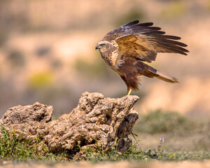 Marsh harrier male