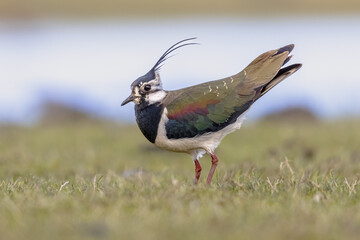 Northern Lapwing Display Behaviour