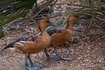 Birds at the zoo