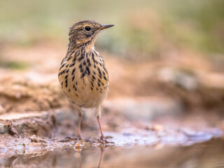 Fototapeta premium Meadow pipit on bright background