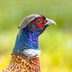 Portrait of young male Common pheasant