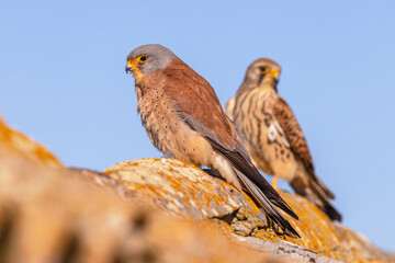 Pair Lesser Kestrel in breeding colony in Spain