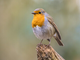 Red Robin bird in ecological garden