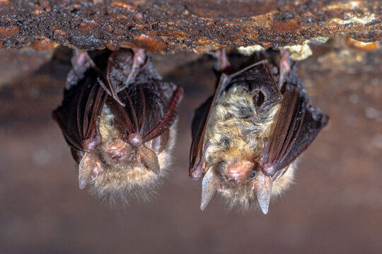 Hibernating long-eared bats in a cold cellar