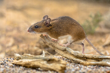 yellow-necked mouse on rock