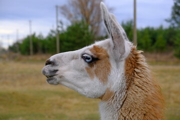 Fototapeta premium Llama domesticated (glama white, brown) on a farm in Ukraine. Against the backdrop of a cloudy sky and forest. The photograph is horizontal. Breeding, maintenance, care concept