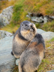 Alpine marmot (Marmota marmota) in the Hohe Tauern National Park (Hohe Tauern) Grossglockner area. Europe, Austria, Carinthia.