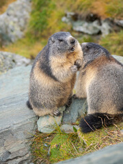 Alpine marmot (Marmota marmota) in the Hohe Tauern National Park (Hohe Tauern) Grossglockner area. Europe, Austria, Carinthia.