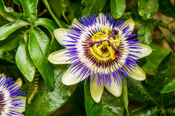 Passion flower or Passiflora incarnata, Bruges, West Flanders, Belgium.