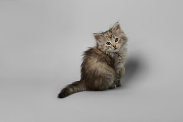 Obraz premium Beautiful kitten on light grey background. Cute pet