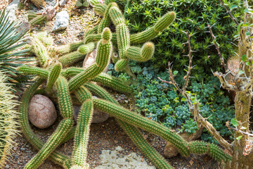Close up view of Echinocactus grusonii cactus plant. Mexico.