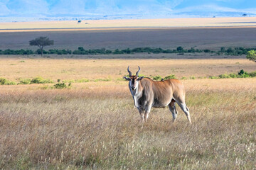 Naklejka na ściany i meble Common eland, eland antilope ( Taurotragus oryx) bull on the savannah of the Masai Mara National Park in Kenya