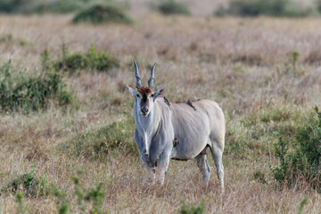 Common eland, eland antilope ( Taurotragus oryx) bull on the savannah of the Masai Mara National...